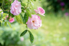 兵庫県立フラワーセンター　薔薇　その２