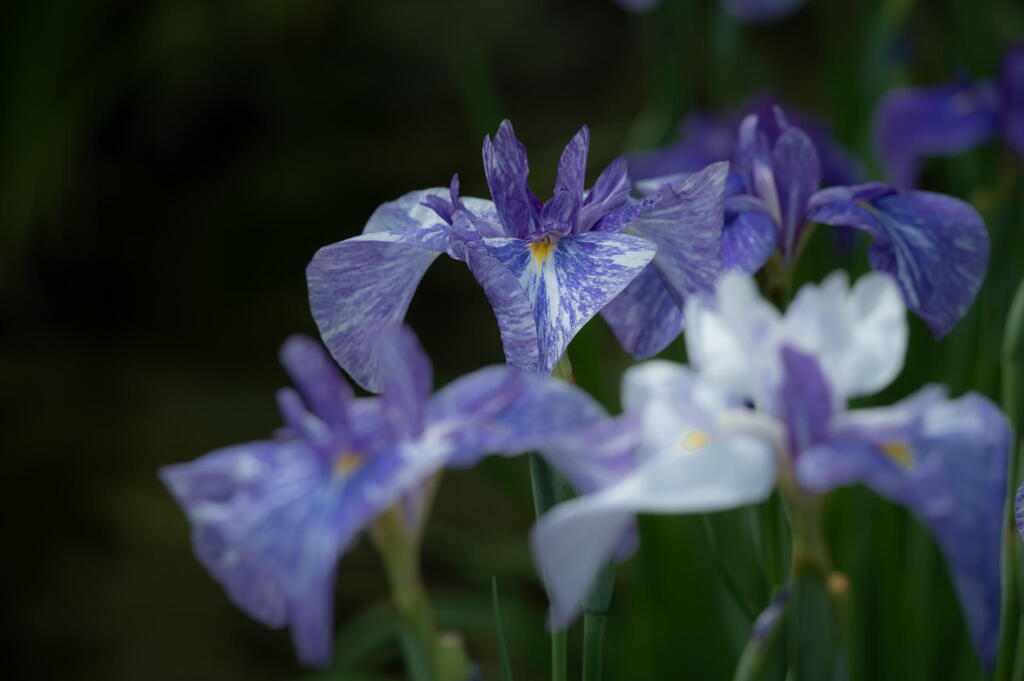 須磨離宮公園　花菖蒲　藤絞り