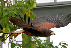 神戸花鳥園