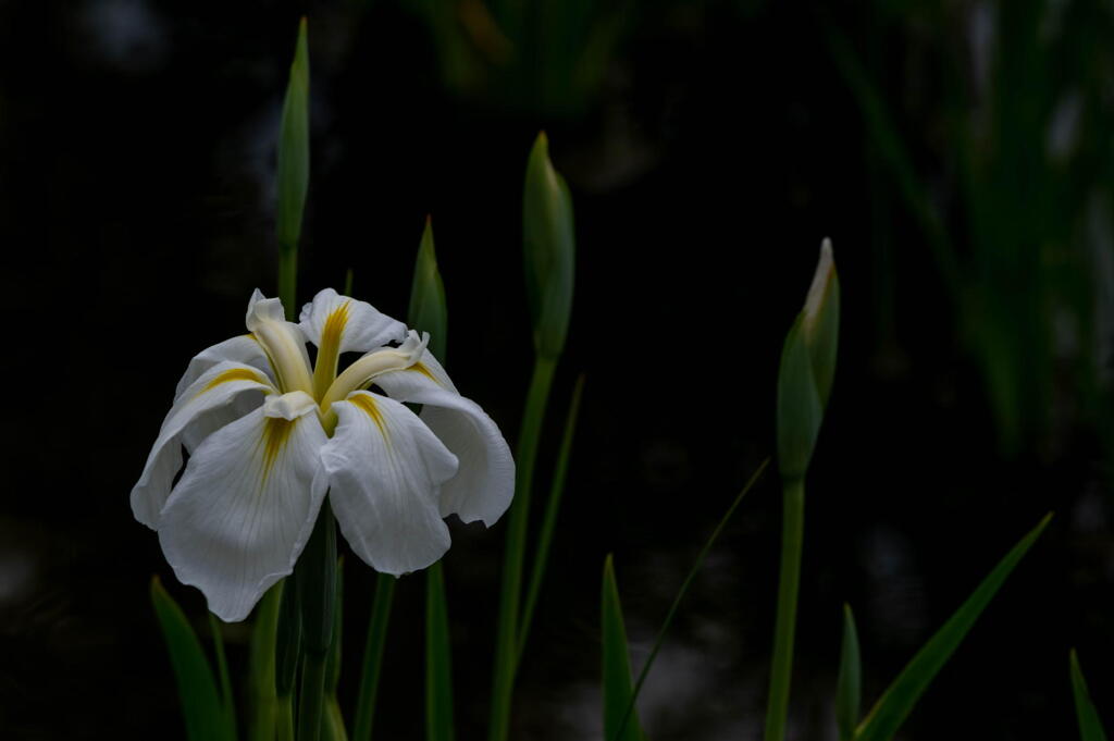 早咲きの菖蒲と蕾たち