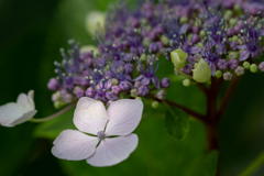 離宮の紫陽花