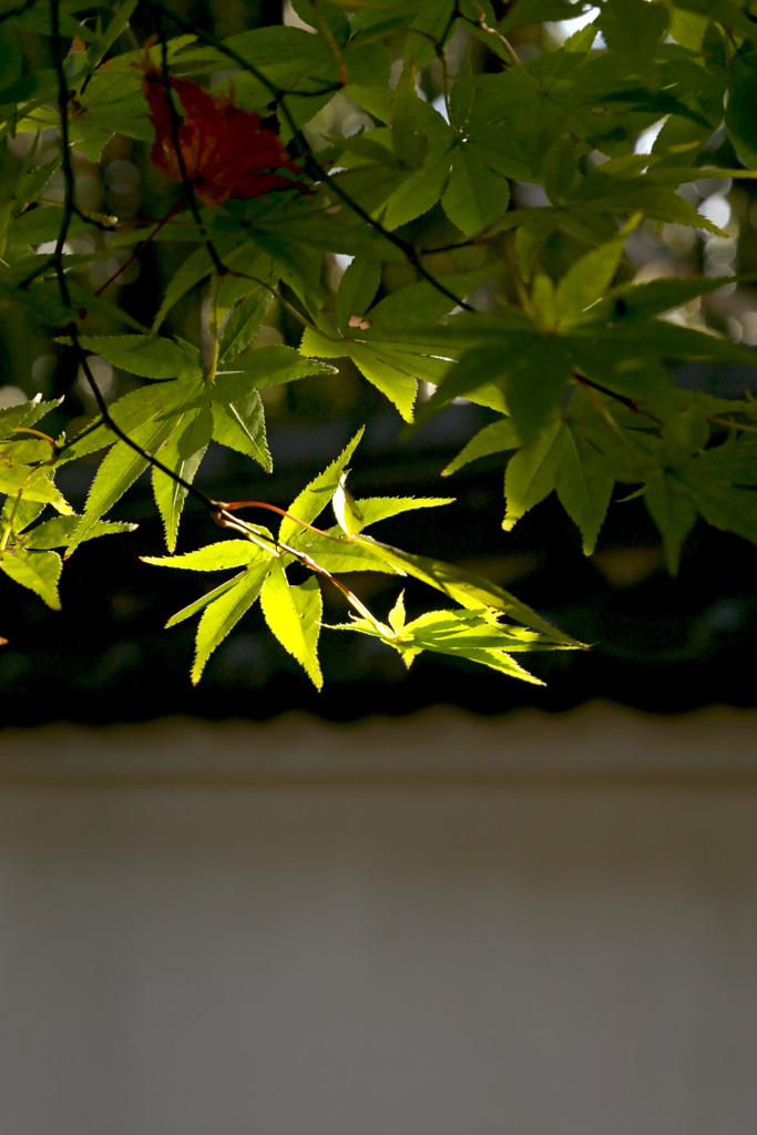 慈眼寺