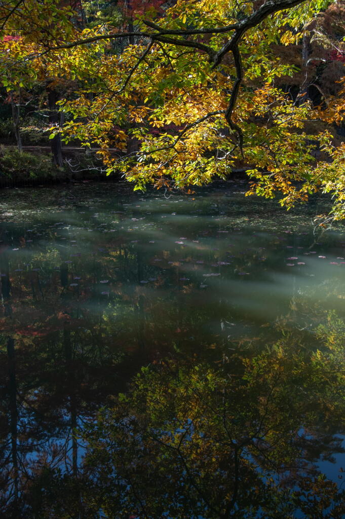 陽と陰　二様の紅葉