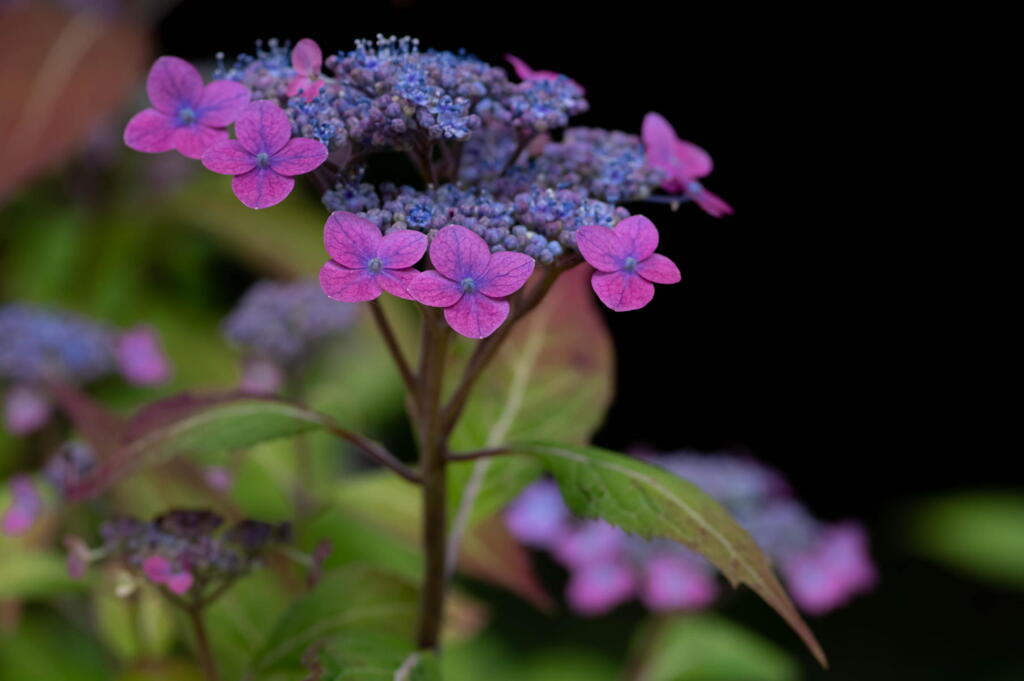 神戸市立森林植物園　紫陽花三色　その３