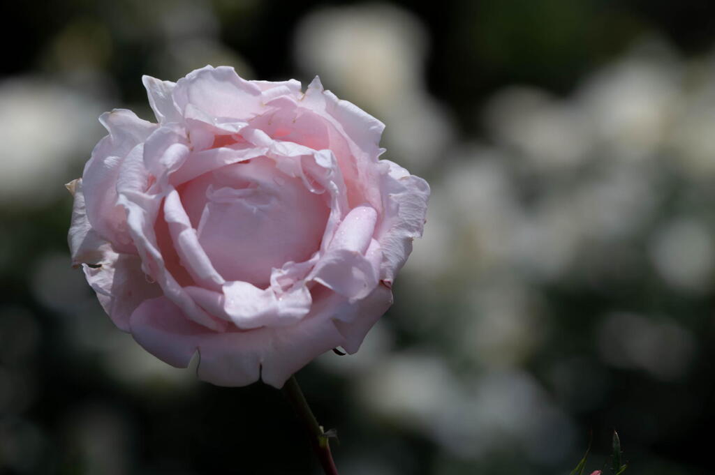 須磨離宮公園　薔薇の情念　その２