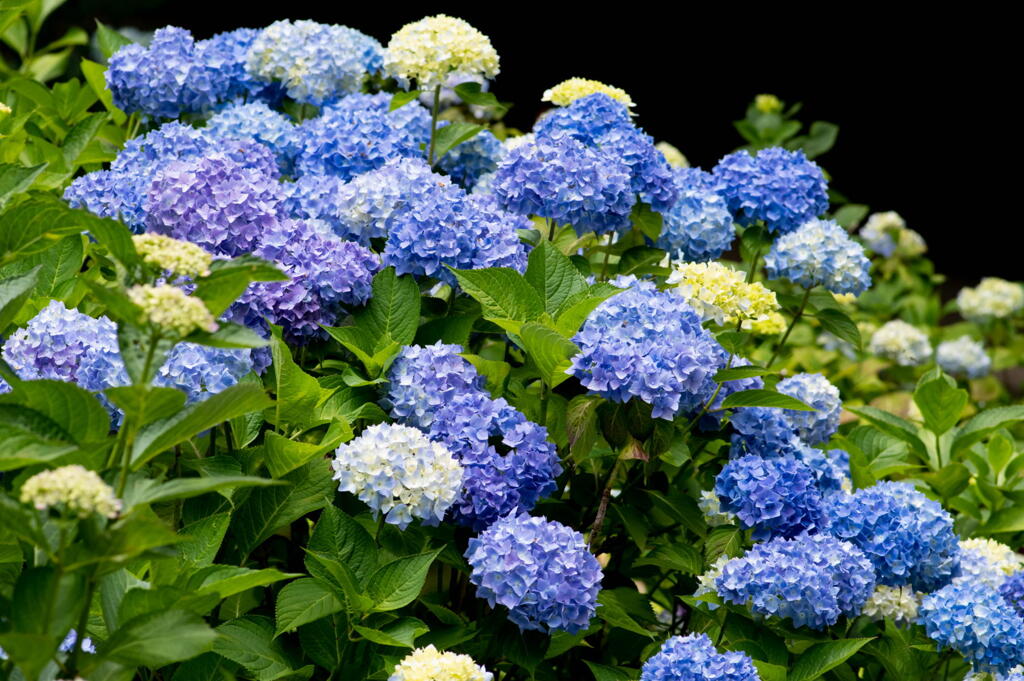 神戸市立森林植物園　ブルー冴える紫陽花　その１