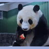 王子動物園　パンダ