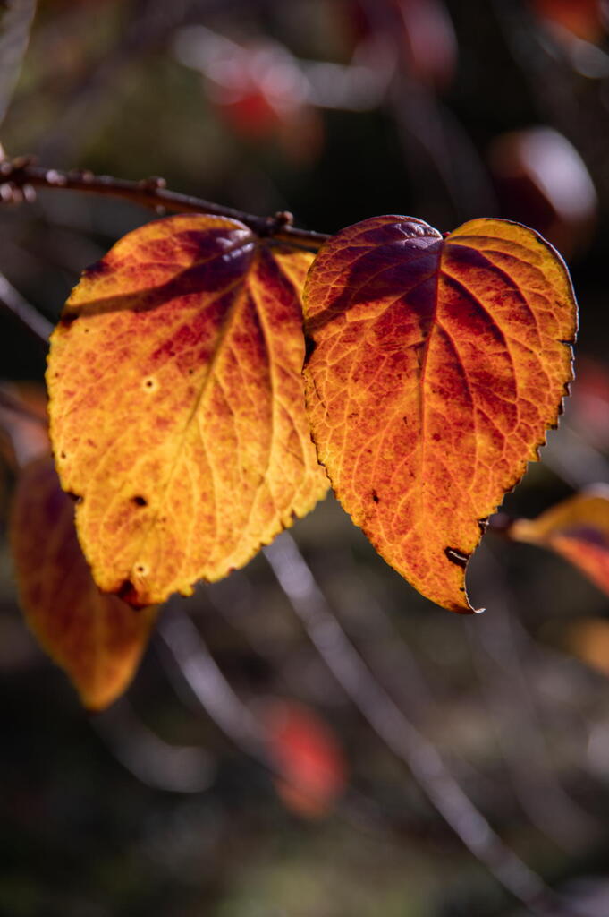 晩年のカップル