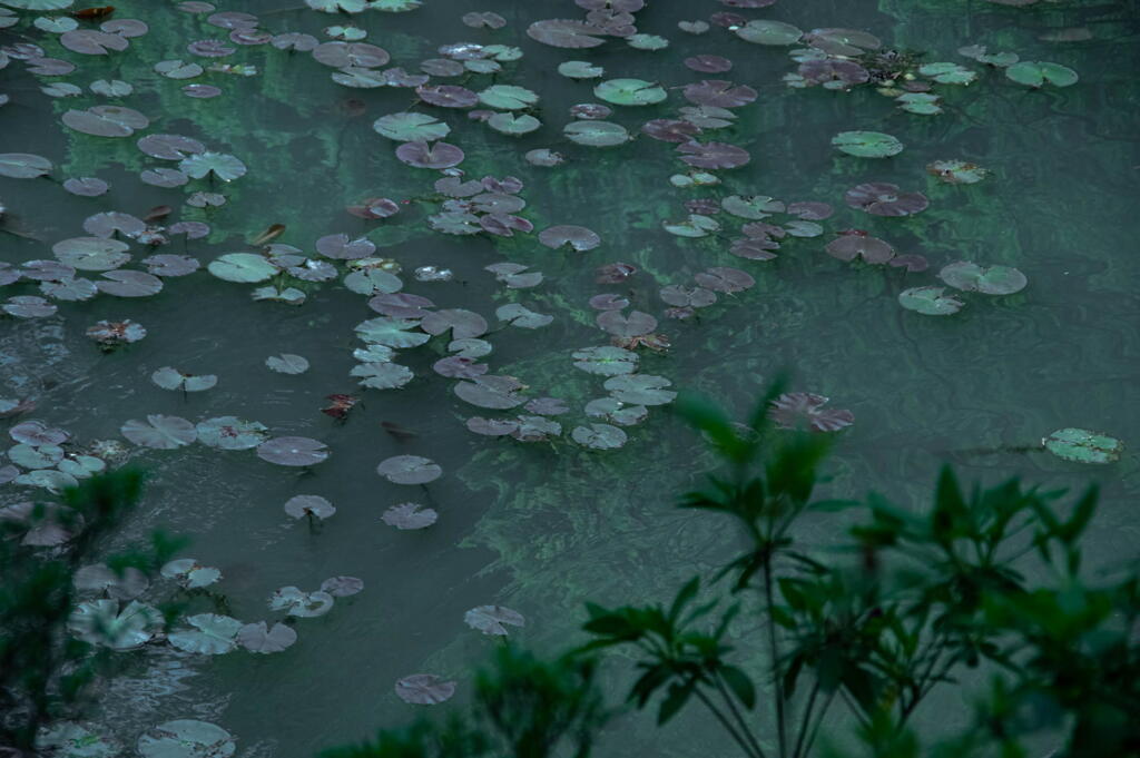 神戸市立森林植物園　長谷池の水面　その２