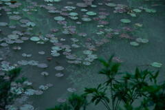 神戸市立森林植物園　長谷池の水面　その２
