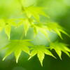 奥須磨公園　翠の華燭　その１　