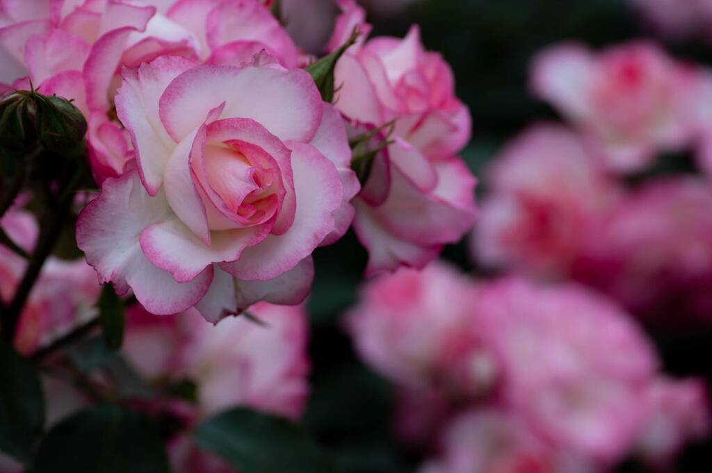 須磨離宮公園　咲き乱れる薔薇　その１