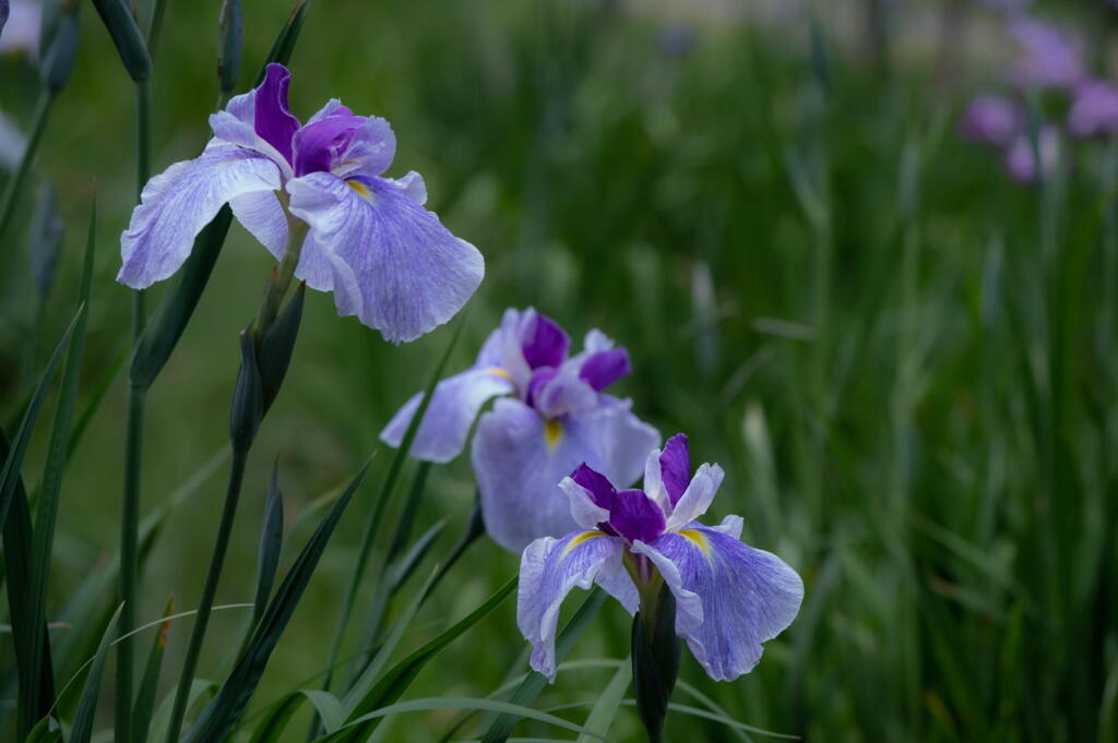 須磨離宮公園　花菖蒲