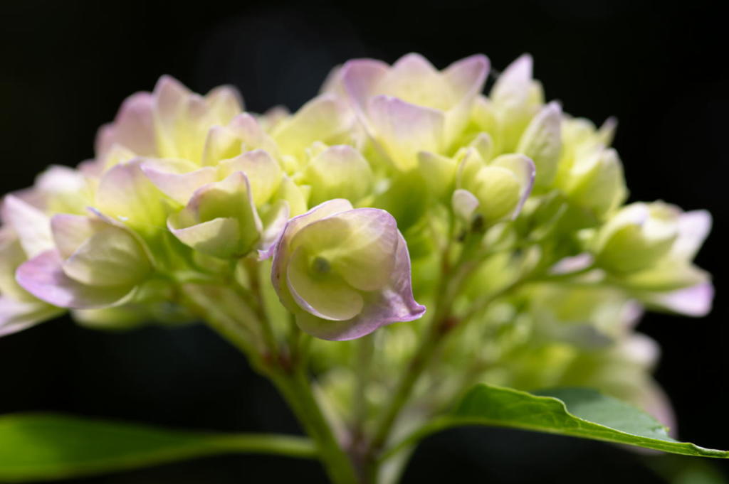 森林植物園の紫陽花　その２