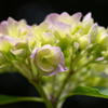 森林植物園の紫陽花　その２