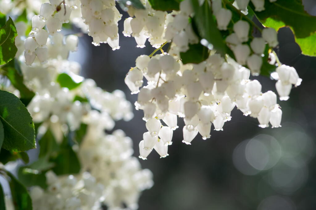 早春の森の花　馬酔木(あせび)