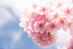 河津桜 陽光に咲き誇る