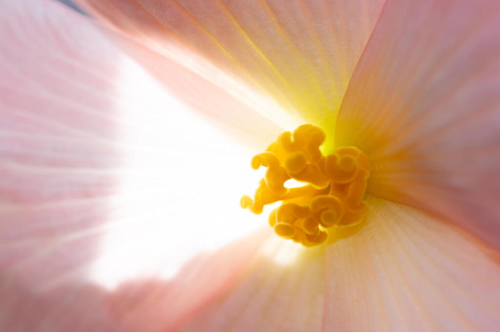 華の光　淡いピンク
