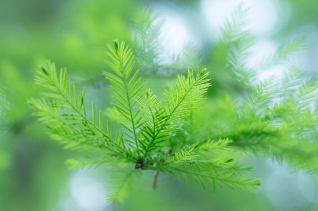 神戸市立森林植物園　5/12開園　メタセコイアの悦び　その１