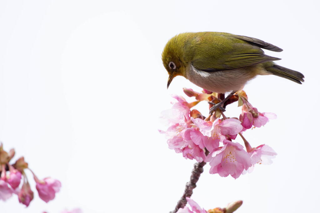 明石海峡公園　河津桜にメジロ舞う　その６