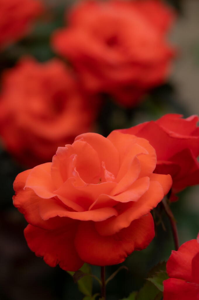 須磨離宮公園　オレンジの薔薇