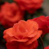 須磨離宮公園　オレンジの薔薇