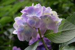 神戸森林植物園　紫陽花　その２