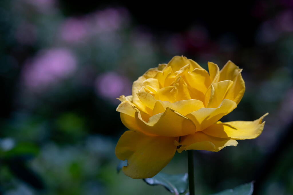 須磨離宮公園　春薔薇の宴　その１２