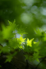 奥須磨公園　翠の華燭　その６