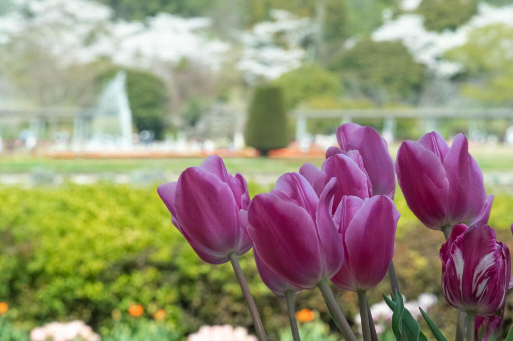 桜さん、季節のバトンは貰った！