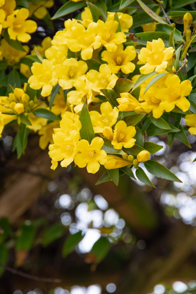 明石海峡公園　アーチに咲く花