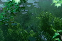 神戸市立森林植物園　長谷池の水面　その１