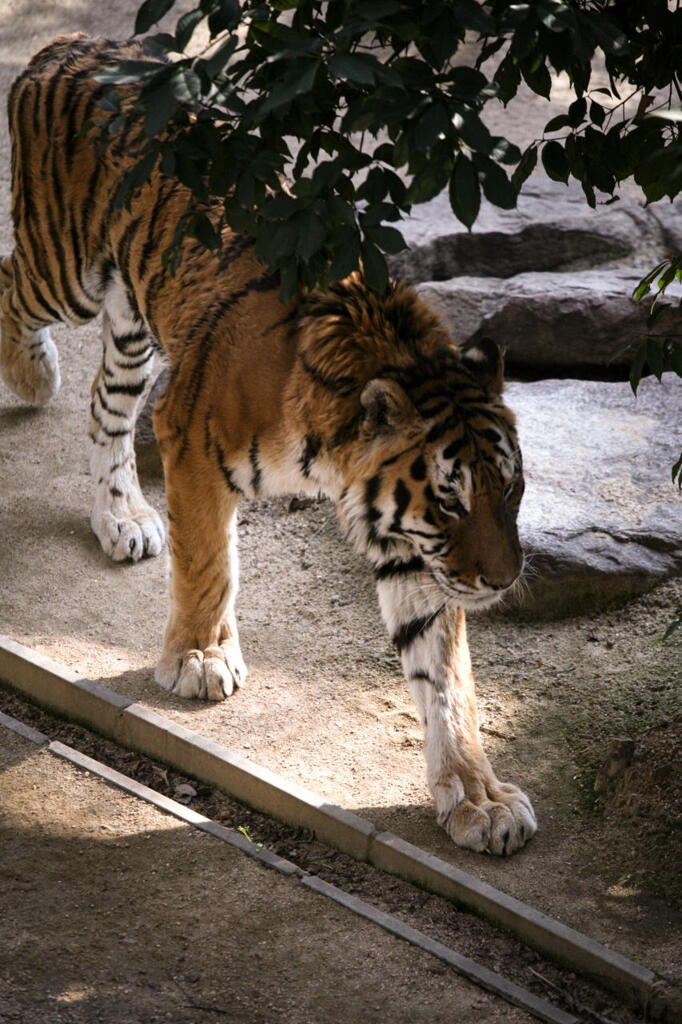 神戸 王子動物園 トラ