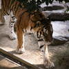 神戸 王子動物園 トラ