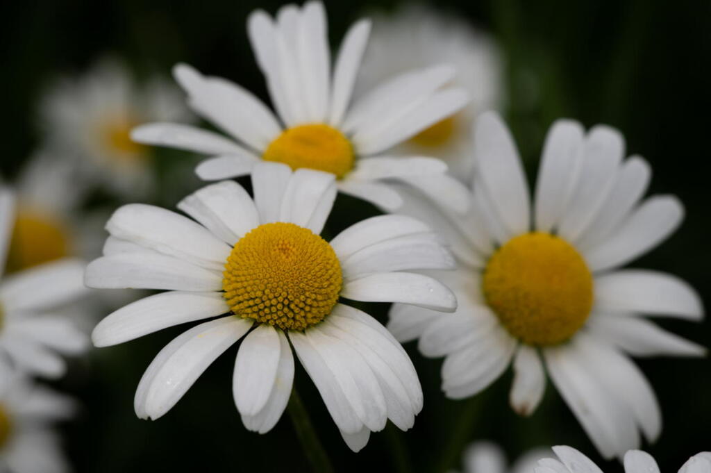 新栄の丘　ディジー