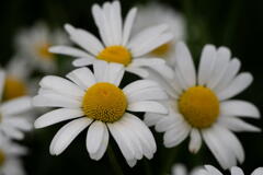 新栄の丘　ディジー