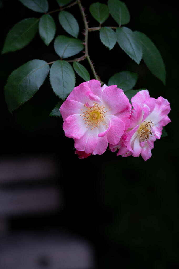 離宮公園の秋薔薇　その１
