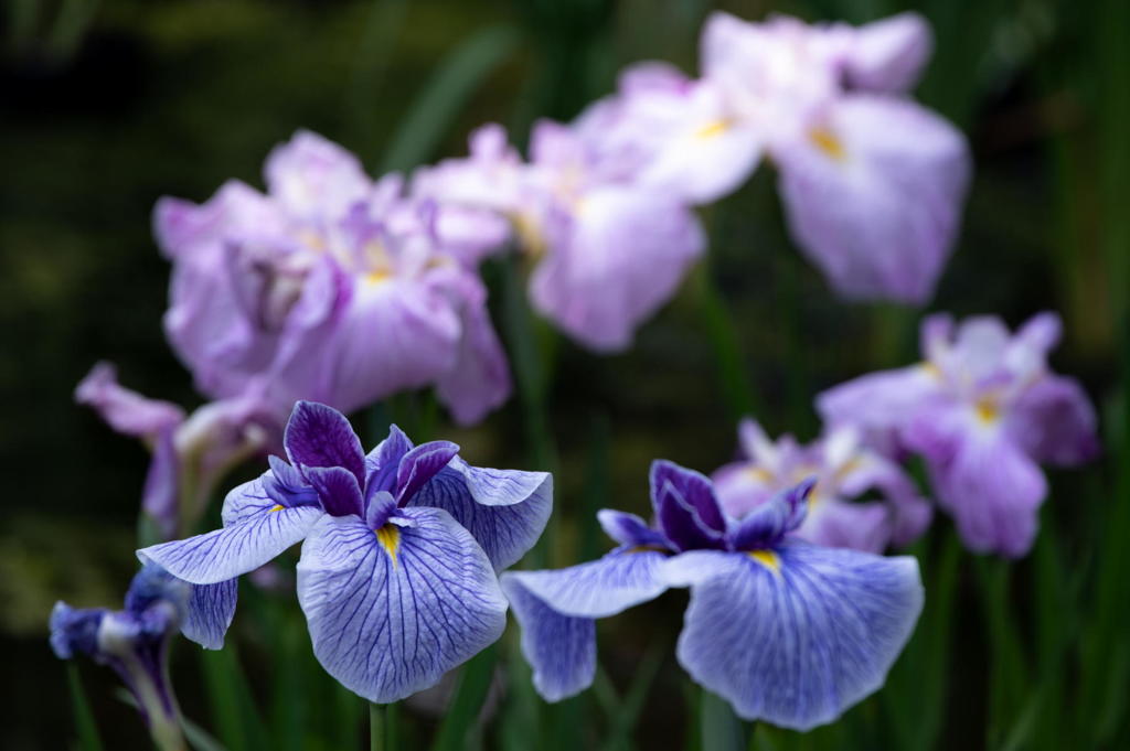 花菖蒲の群像　その８