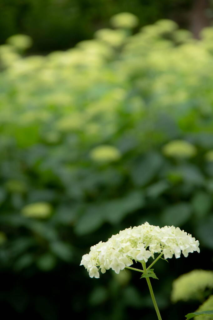 神戸市立森林植物園　アナベルの白い花　その１