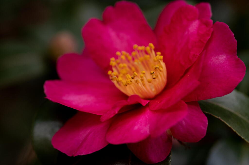 冬の花　不動の一位(？)　サザンカ