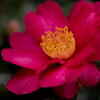 冬の花　不動の一位(？)　サザンカ