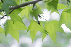 神戸市立森林植物園　新緑三態　その２　モミジバフウ