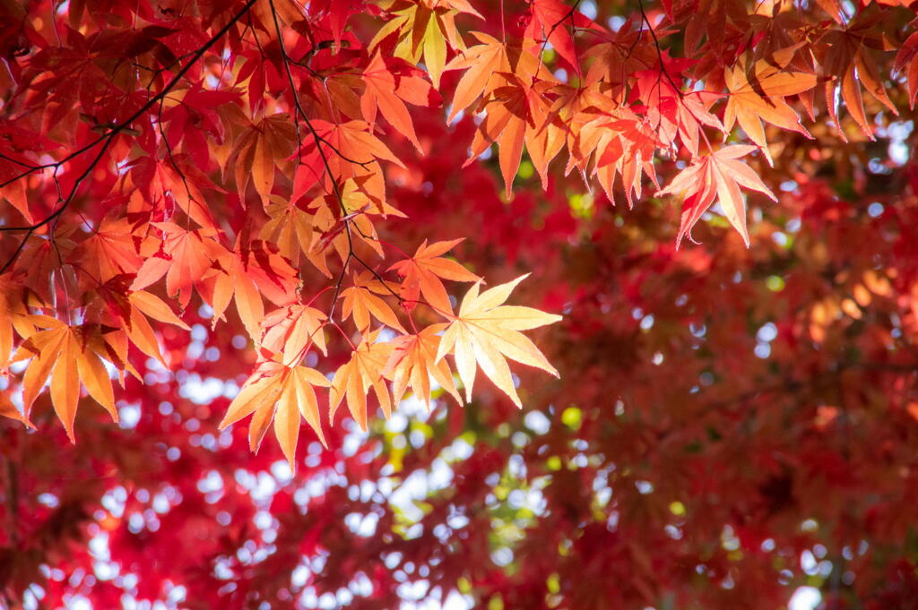 2021年カレンダー　9・10月　丹波・円通寺のもみじ