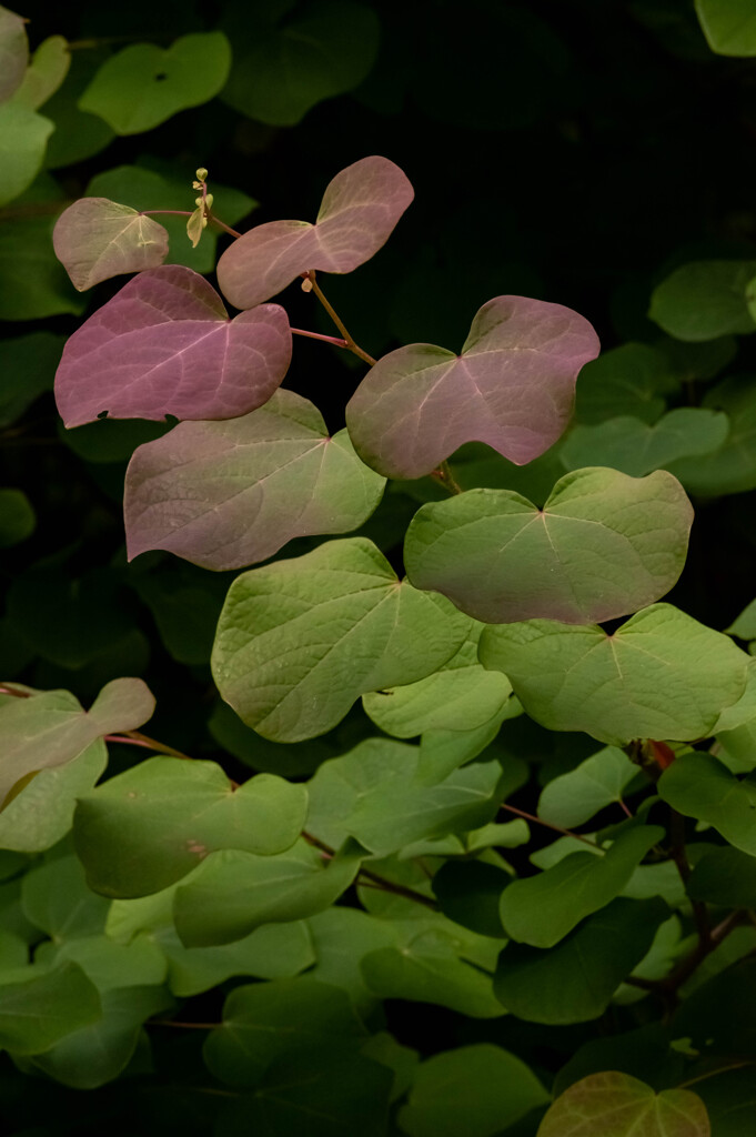 丸葉の木の春の紅葉