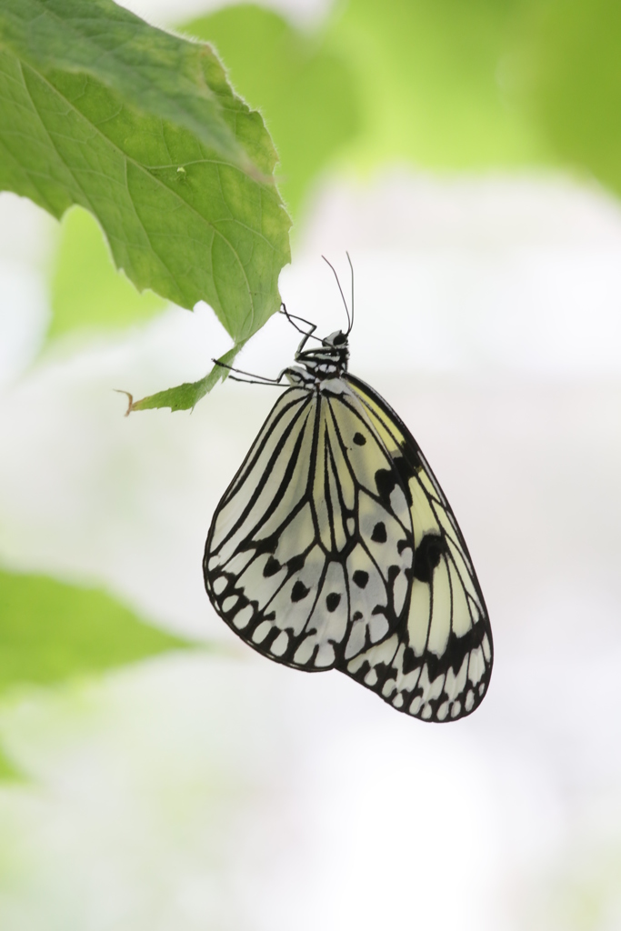蝶の肖像　伊丹昆虫館