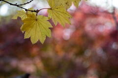 神戸市立森林植物園　秋の侘び色