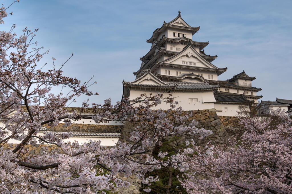 白鷺城と桜　その２　東南から