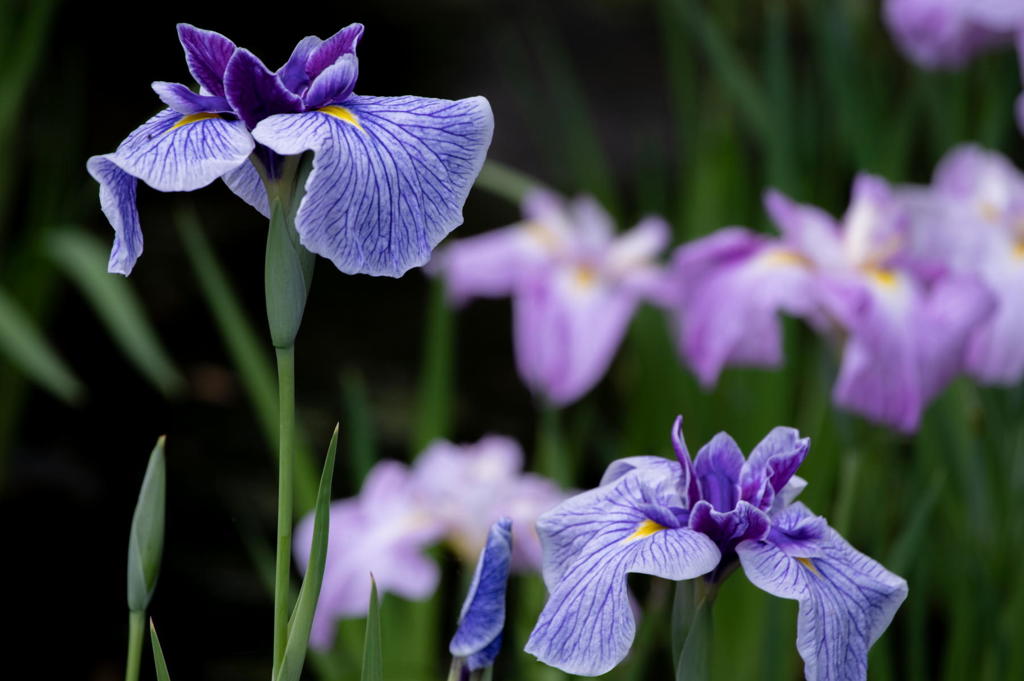 花菖蒲の群像　その９