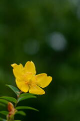 神戸市立森林植物園　初夏の色　黄色