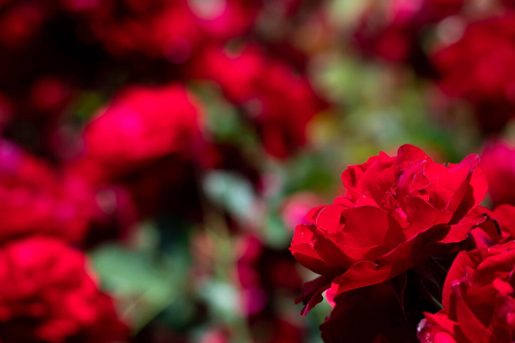 須磨離宮公園　春薔薇の宴　その１０